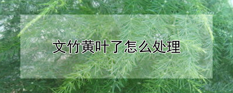 文竹黄叶了怎么处理 文竹黄叶子怎么处理