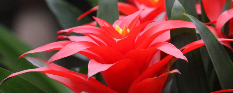 鸿运当头怎样养才能红 鸿运当头咋养花更红