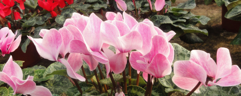 仙客来根部腐烂怎么办 仙客来叶子根茎烂怎么补救