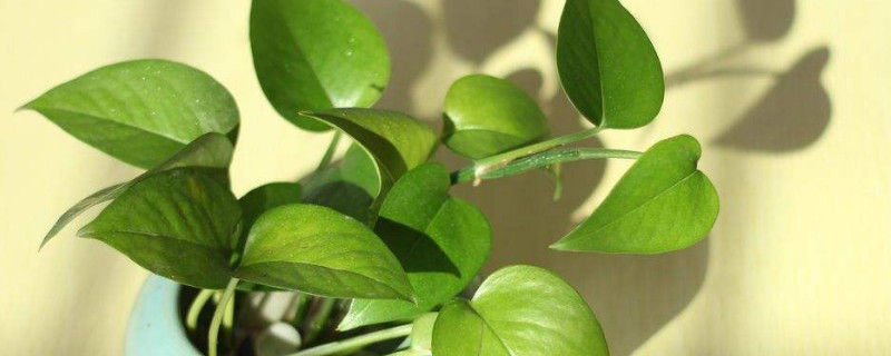 绿萝怎么养才能有藤蔓 绿萝怎么养才能有藤蔓视频