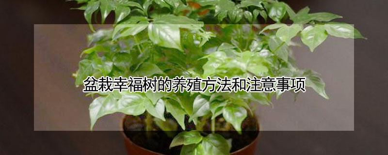 盆栽幸福树的养殖方法和注意事项 盆栽幸福树的养殖方法和注意事项几时可以翻盆