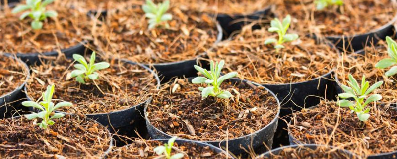 薰衣草幼苗什么时候移栽(薰衣草苗多久开花)