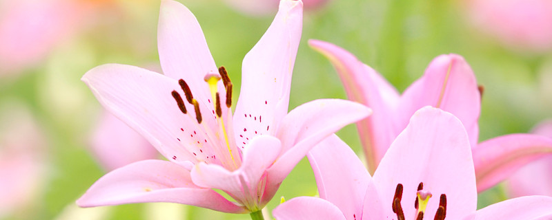 百合花花期几天 百合花的花期多久