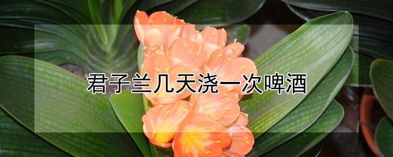 君子兰几天浇一次啤酒 君子兰可以直接浇啤酒吗