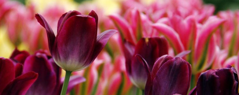 郁金香冬季如何越冬(郁金香怎么过冬天)