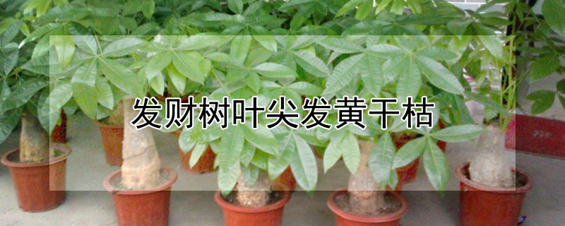 发财树叶尖发黄干枯（发财树叶尖发黄干枯是不是水浇多了?）
