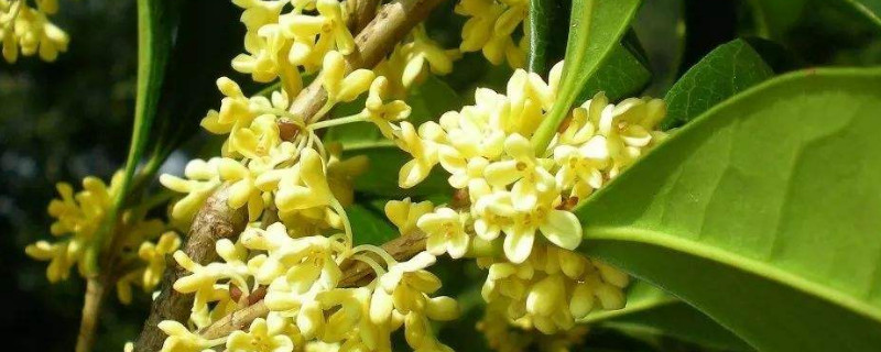 什么树可以嫁接桂花(什么树可以嫁接桂花最好)