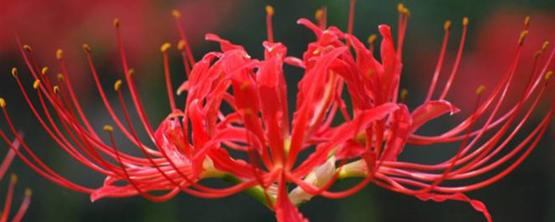 彼岸花秋天开花后怎么办 彼岸花秋天开花吗
