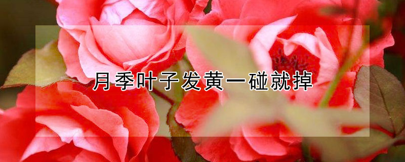 月季叶子发黄一碰就掉 月季叶子发黄一碰就掉怎么办