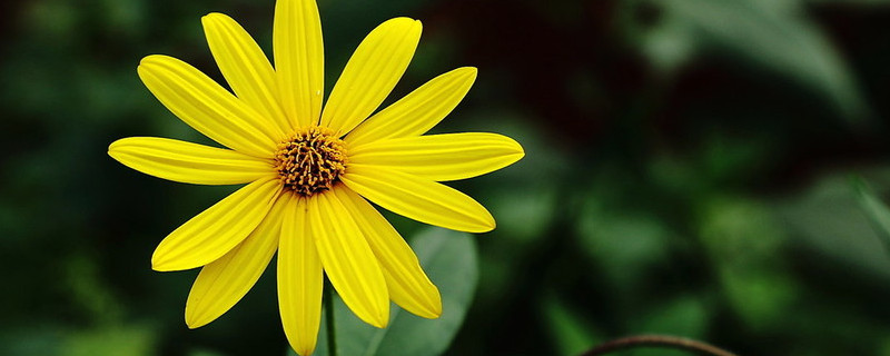 菊花的种类 菊花的种类名称及图片