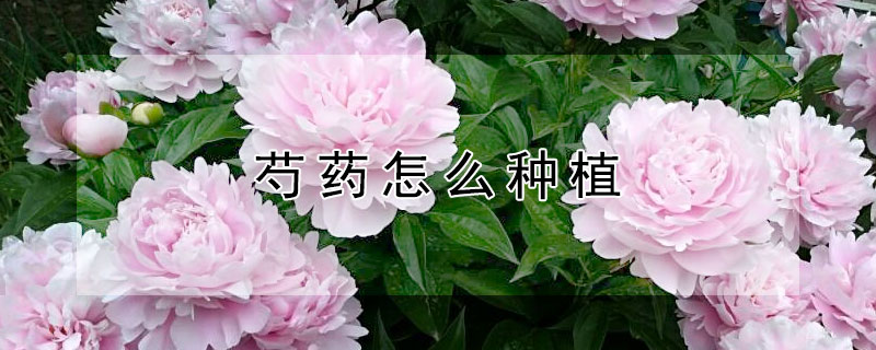 芍药怎么种植（牡丹芍药怎么种植）