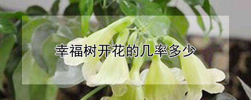 幸福树开花的几率多少（幸福树开几次花）