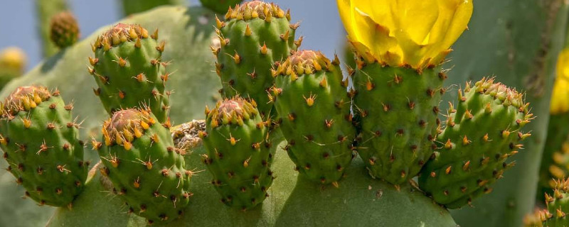 仙人掌是植物吗 仙人掌是动植物吗