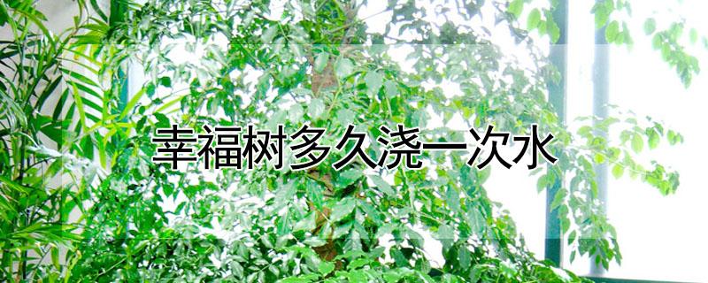 幸福树多久浇一次水（夏天室内幸福树多久浇一次水）