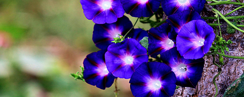 什么花的花期最长 什么花的花期最长什么花的花期最短