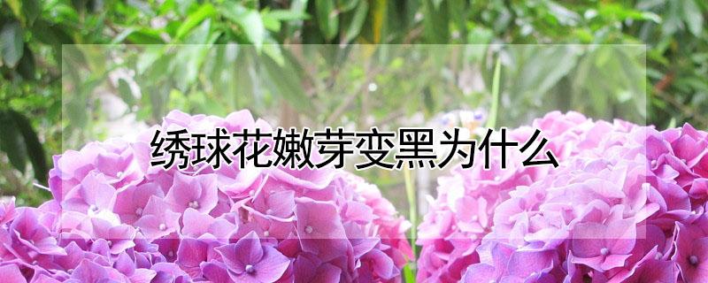 绣球花嫩芽变黑为什么（绣球花芽点发黑）