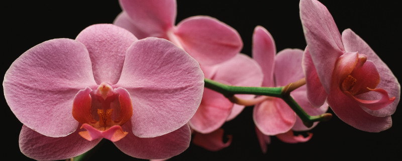哪种蝴蝶兰四季开花 蝴蝶兰哪种品种可以四季开花