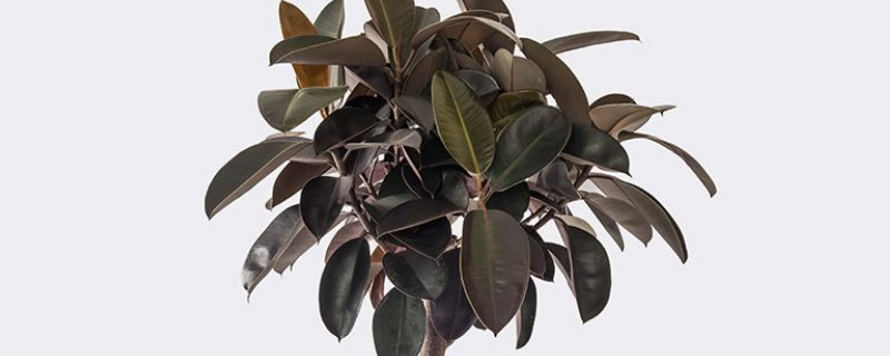 橡皮树夏天怎么养 橡皮树夏天养护