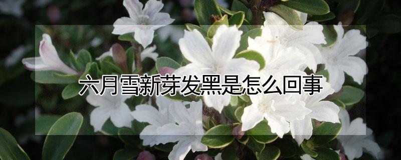 六月雪新芽发黑是怎么回事（六月雪发芽就变黑）