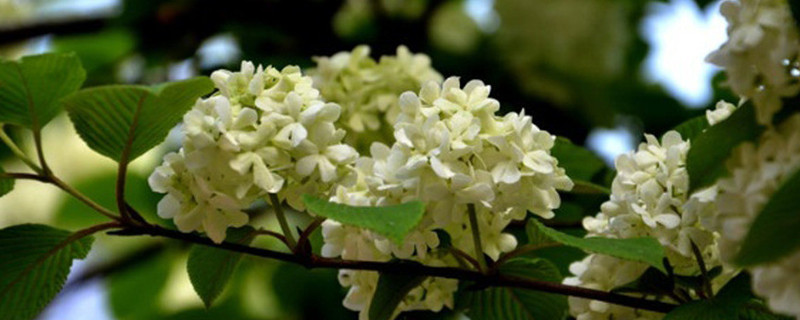 怎么让桂花树快速发芽（如何让桂花树快速生长）