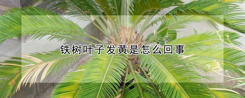 铁树叶子发黄是怎么回事 铁树叶子发黄是怎么回事怎样改良土壤