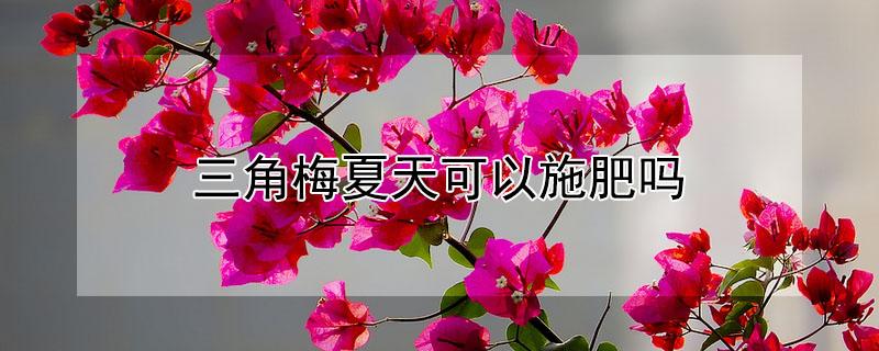 三角梅夏天可以施肥吗 三角梅夏季需要施肥吗