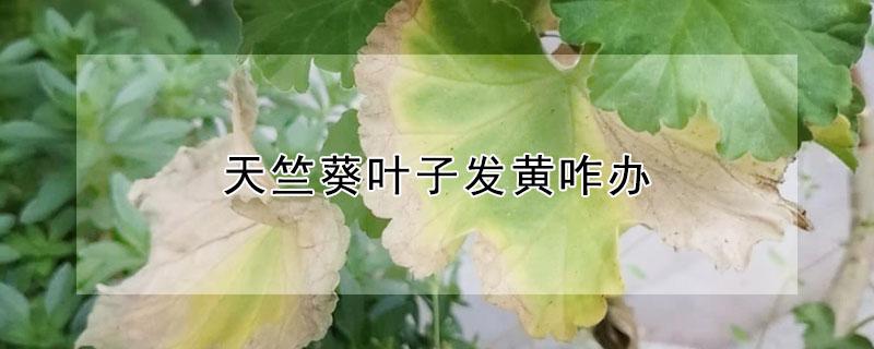 天竺葵叶子发黄咋办（天竺葵叶子发黄怎么办）