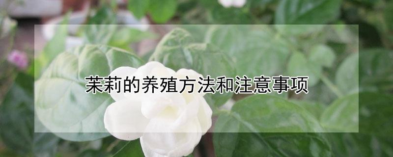 苿莉的养殖方法和注意事项（茉莉养殖注意事项）