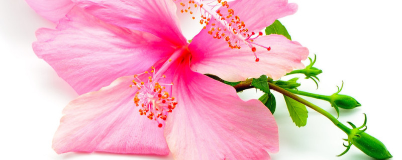 芙蓉花小苗怎么养护 芙蓉花怎样培植幼苗