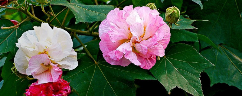 芙蓉花有没有副作用 芙蓉花的作用与禁忌