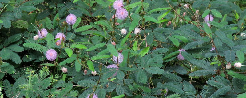 含羞草怎么修剪（含羞草怎么修剪枝叶）