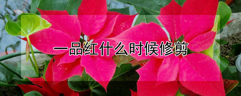 一品红什么时候修剪（一品红什么时候修剪好,九月底能修剪一品红吗）