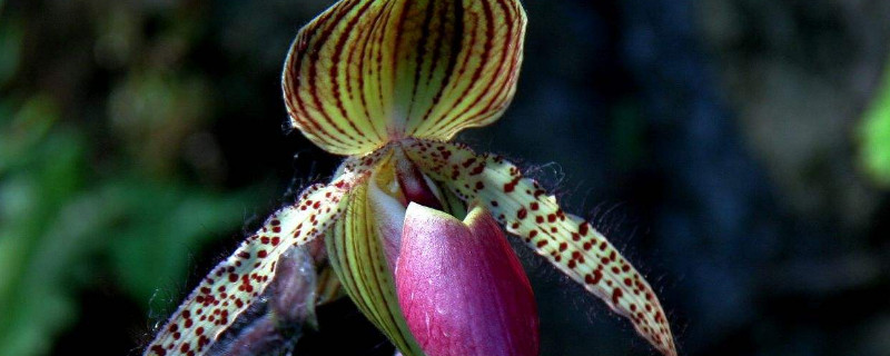 兰花浇水小窍门 兰花的浇水方法和注意事项