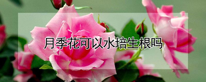 月季花可以水培生根吗（月季花可以用水生根吗）