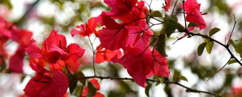 三角梅用什么土 三角梅用什么土栽培最好