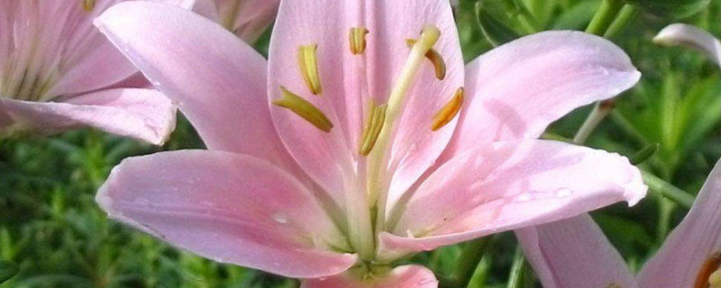 百合香有毒吗 百合香味有没有毒