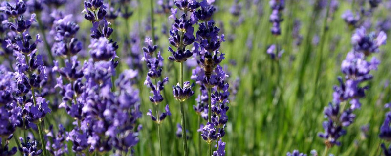 薰衣草在北方能种吗（薰衣草在南方能种吗）