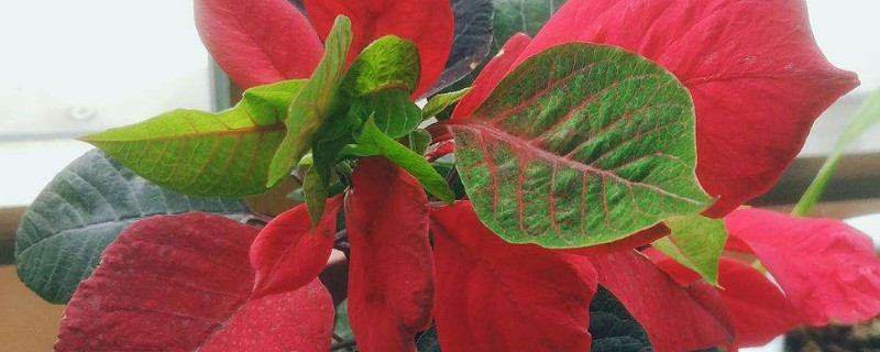 一品红可以扦插吗 一品红怎么扦插