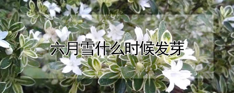 六月雪什么时候发芽 六月雪春季几月份发芽
