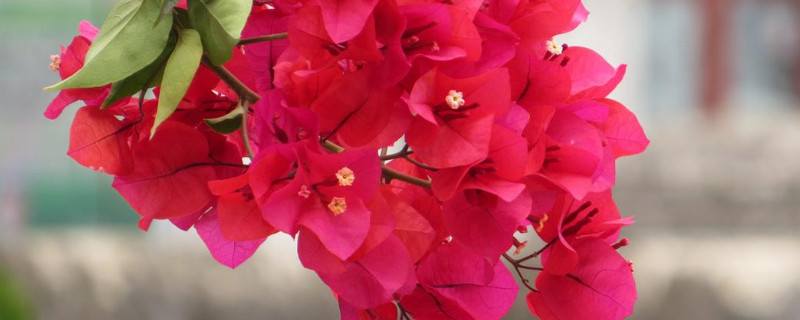 三角梅什么时候开花 三角梅什么时候开花 几点钟