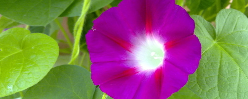 牵牛花长得高是因为什么（牵牛花长哪样）