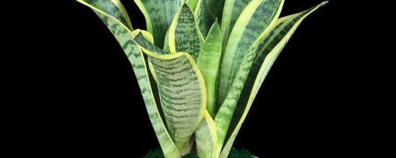 黄金虎皮兰怎么才能黄(虎皮黄金兰怎么不黄了?)