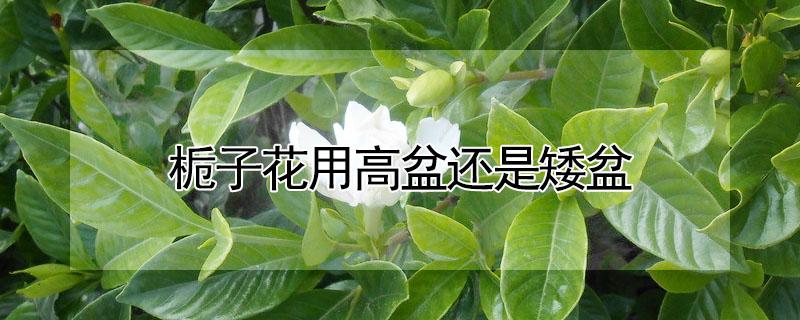 栀子花用高盆还是矮盆 栀子花用高盆还是矮盆好