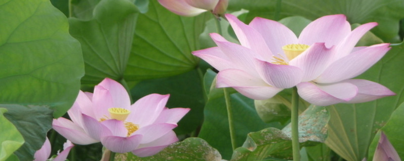 荷花的栽培方法有哪些（荷花的栽培方法有哪几种）