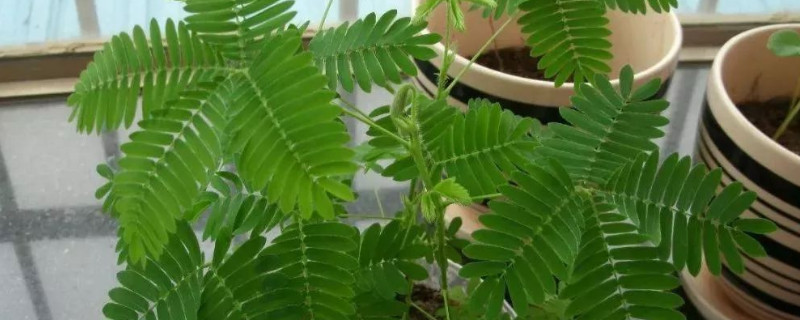 含羞草怕水吗 含羞草喜欢水