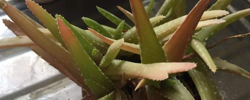 芦荟变成褐色怎么处理(芦荟变褐色是怎么回事)