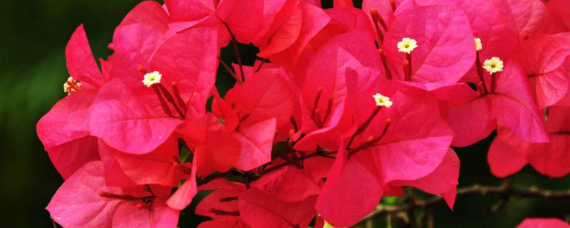 三角梅怎么栽培 三角梅怎么栽培繁殖