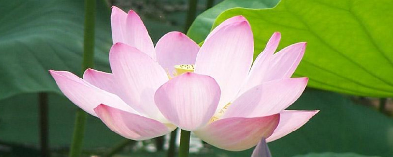 荷花种子怎样培育发芽快(荷花种子如何催芽)