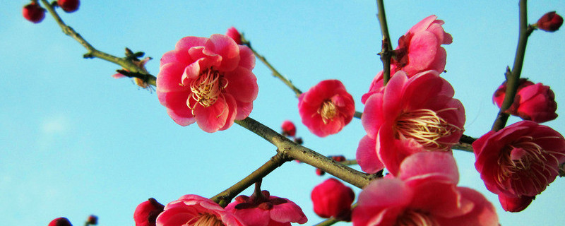 盆栽梅花怎么浇水 梅花的种植方法及浇水