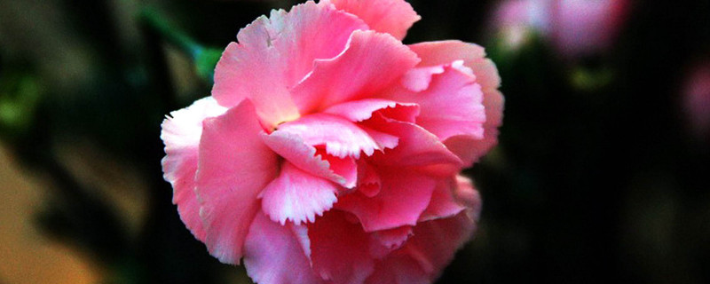 康乃馨花籽什么时候播种 康乃馨花几月份播种